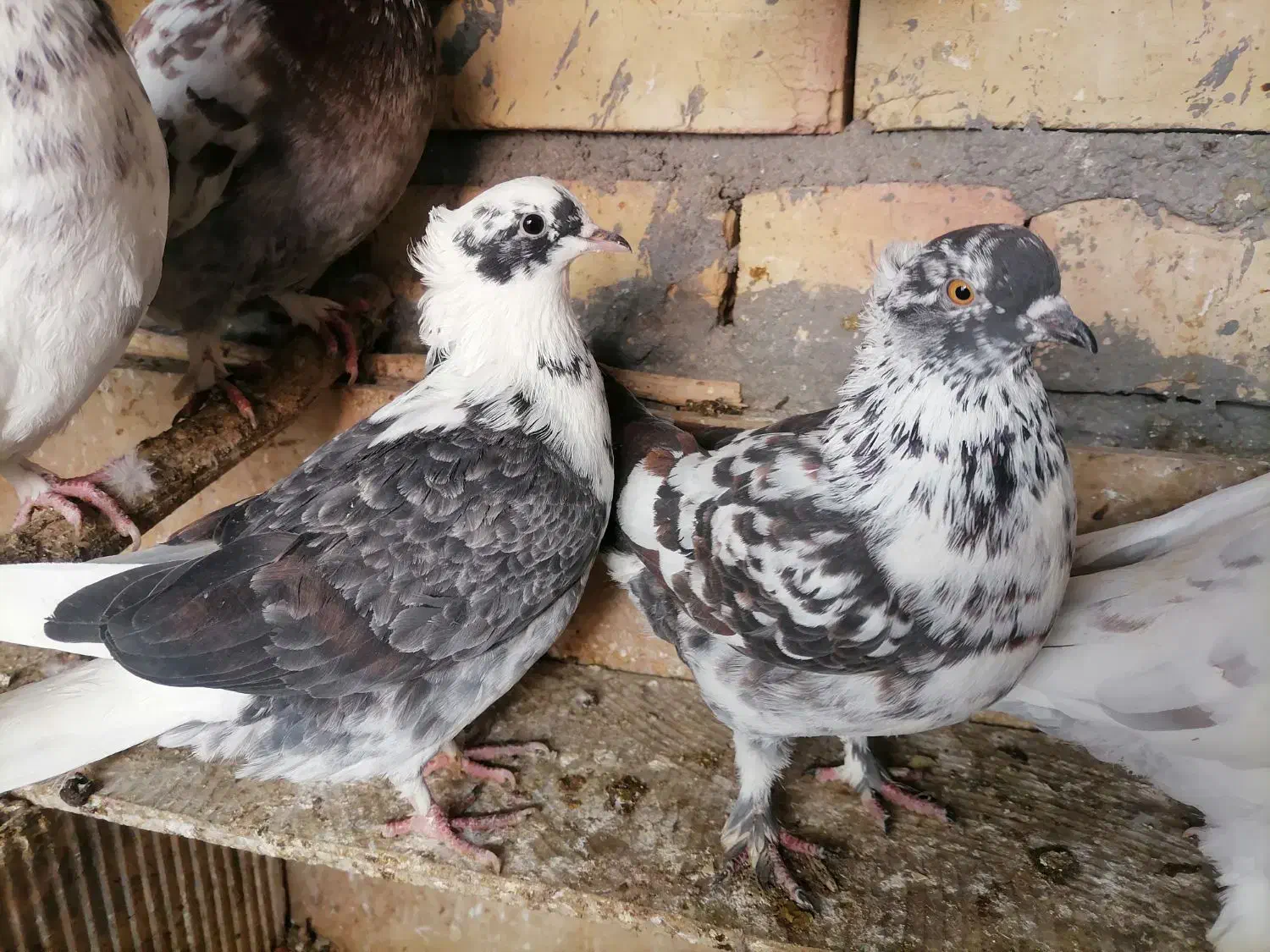 کبوتر|پرنده|قم, باجک یک|دیوار