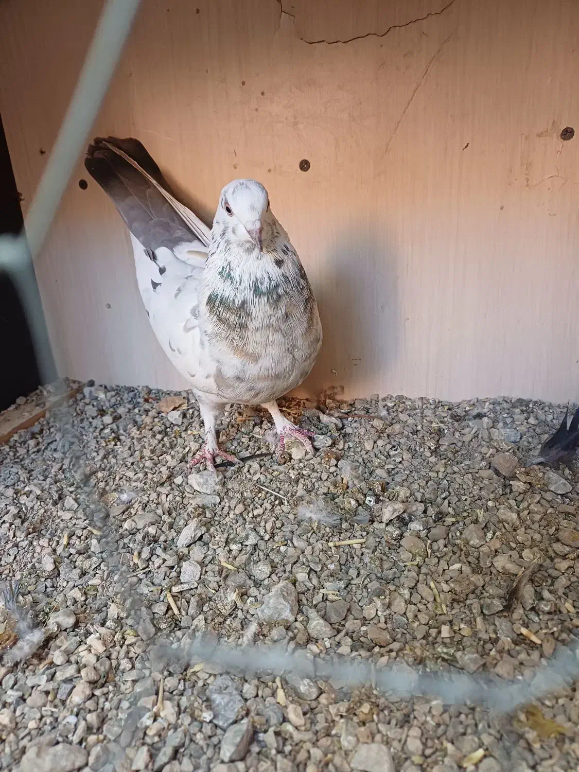 کبوتر ماده|پرنده|لاران, |دیوار