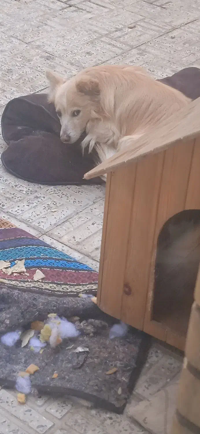 واگذاری توله پامر|سگ|اصفهان, جلالیه|دیوار