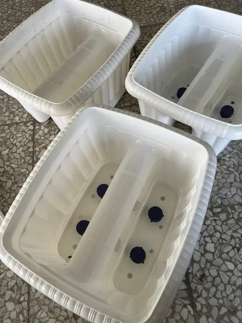 گلدان پلاستیکی نرده ای|گل و گیاه طبیعی|رشت, پل تالشان|دیوار