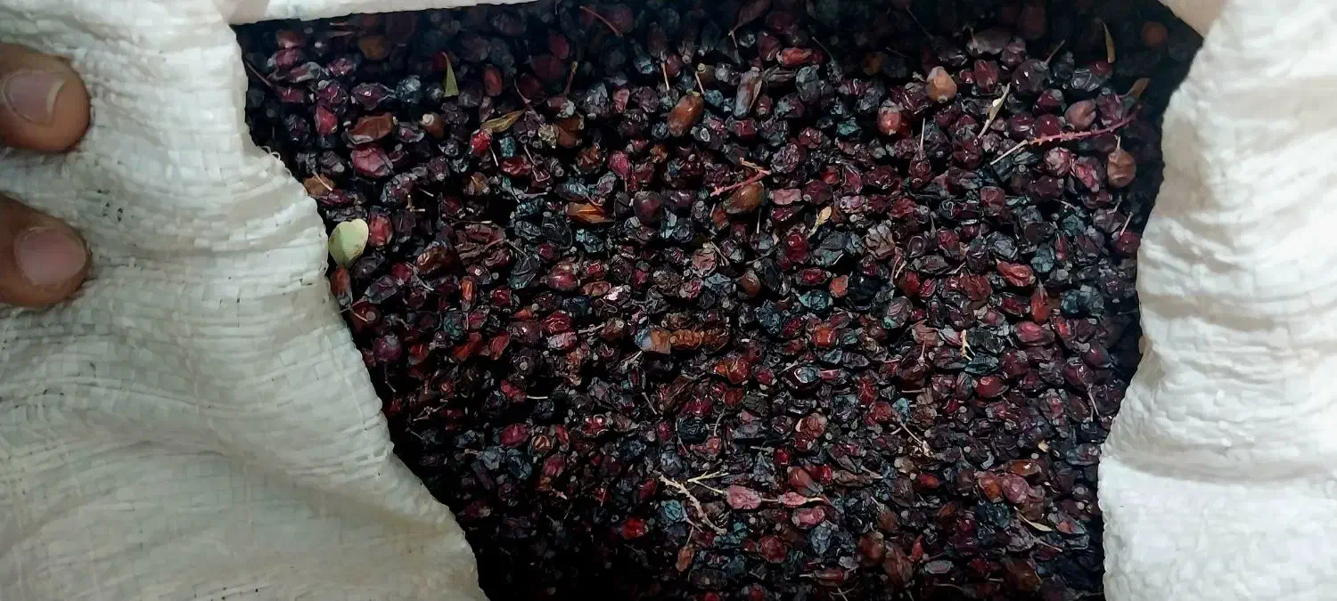 زرشک کوهی|خوردنی و آشامیدنی|قوچان, |دیوار