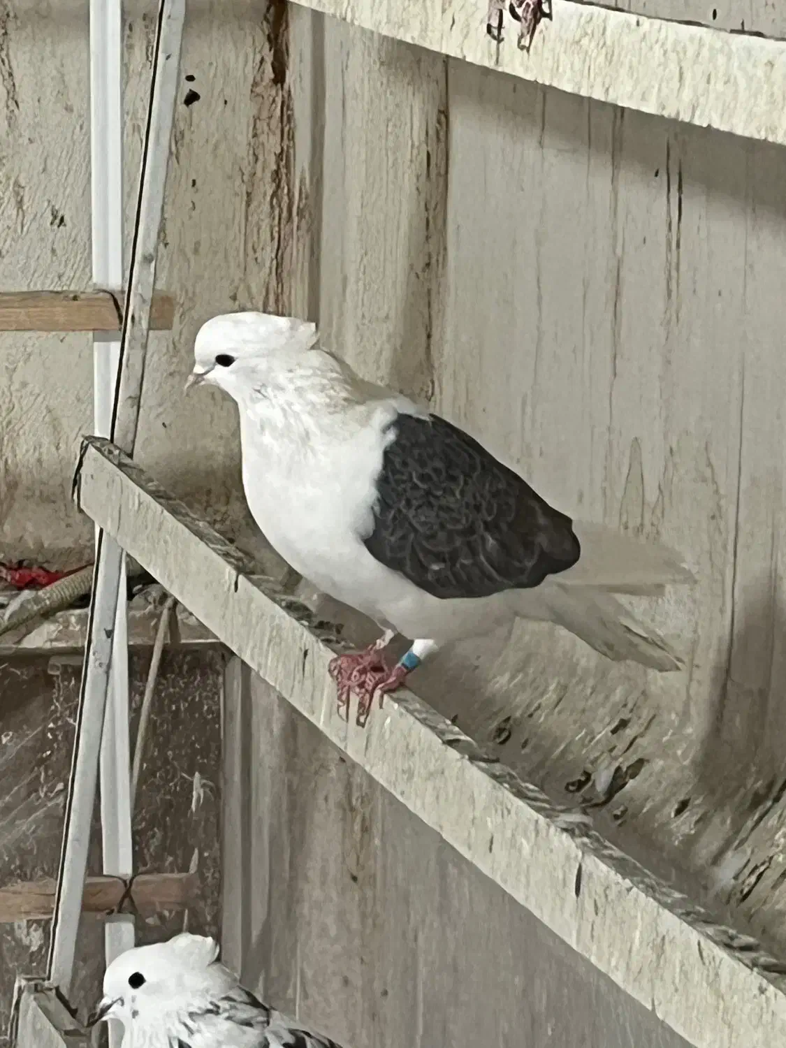 کبوتر ماده پشدار کاکلی|پرنده|کرج, حصارک بالا|دیوار