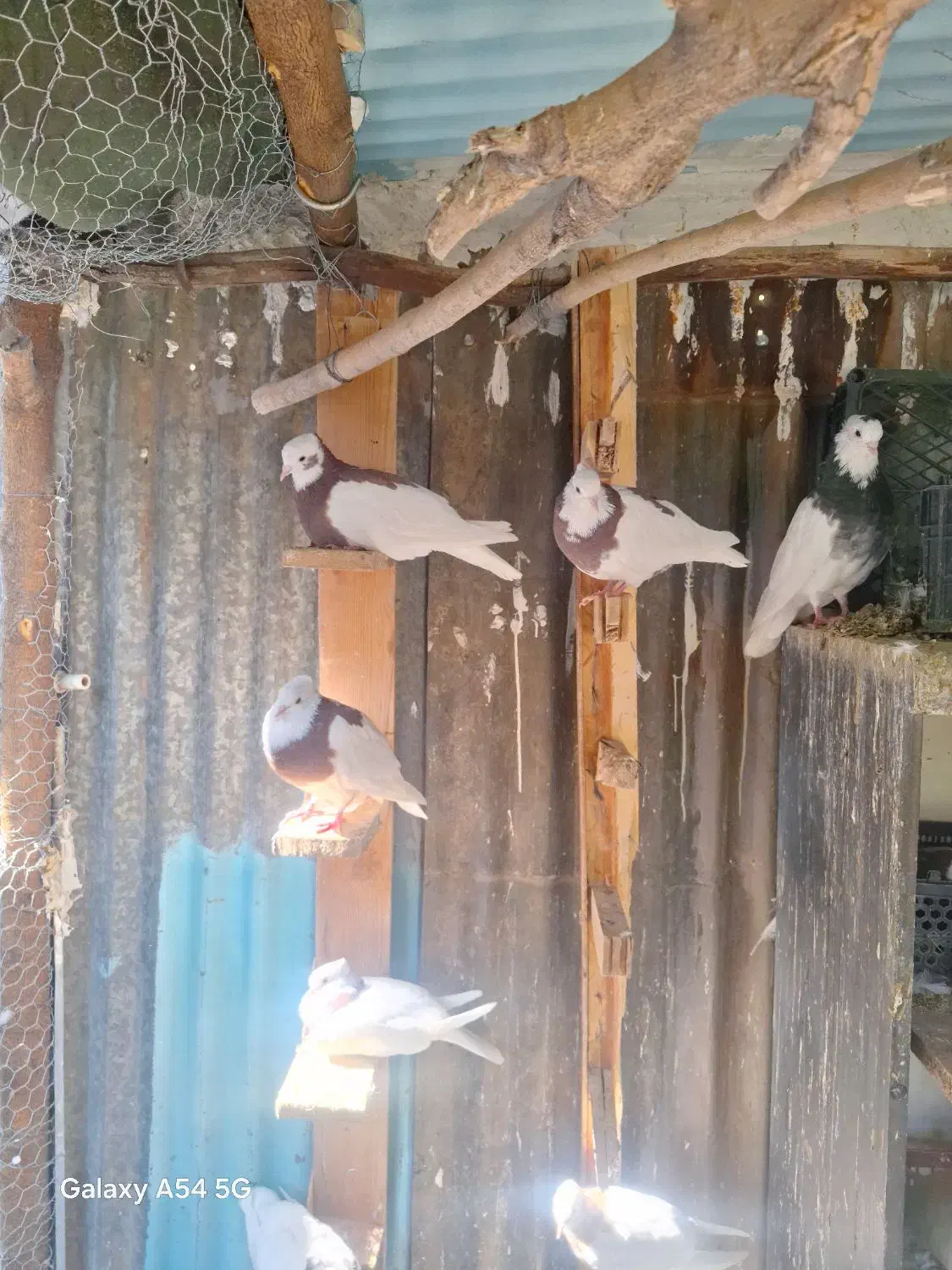 کبوتر طوقی|پرنده|شیراز, منطقه هوایی شهید دوران|دیوار