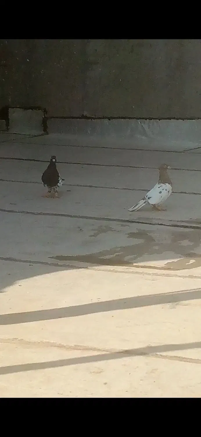 کفتر|پرنده|قزوین, |دیوار