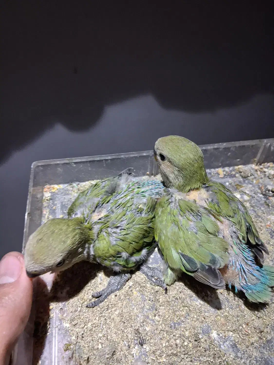 طوطی برزیلی|پرنده|شیراز, کوشک میدان|دیوار