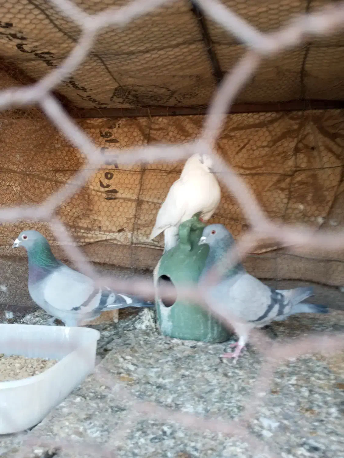 پرنده|پرنده|حمیدیا, |دیوار