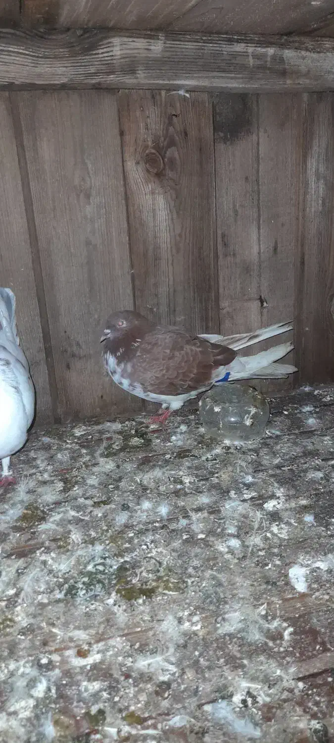 معاوضه وفروش کبوتر|پرنده|پرهسر, |دیوار