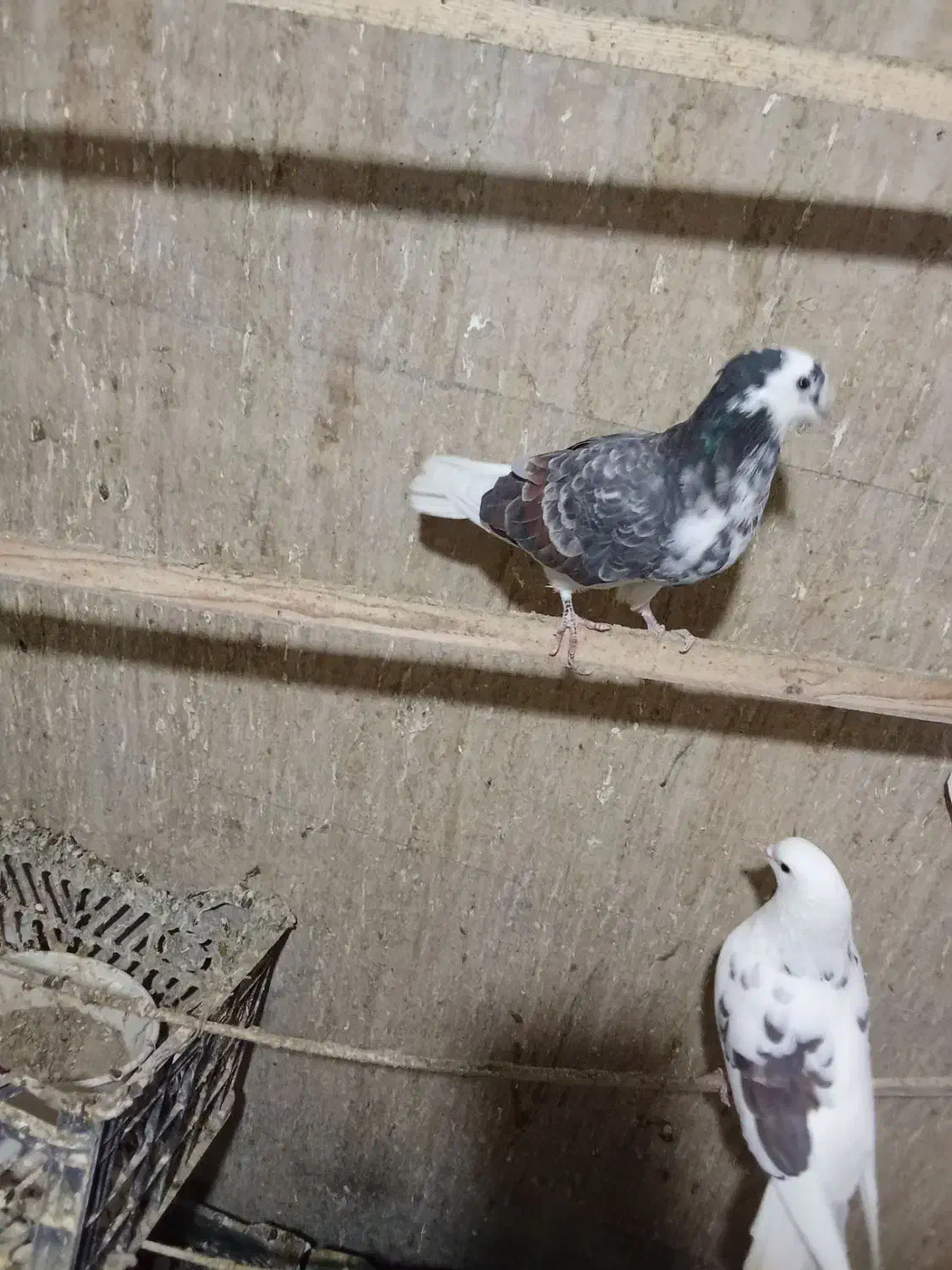 کبوتر پرشی|پرنده|سلطانیه, |دیوار