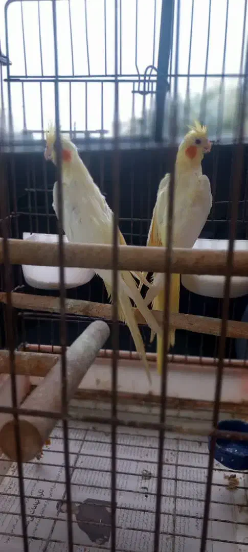 عروس هلندی|حیوانات|صومعهسرا, |دیوار