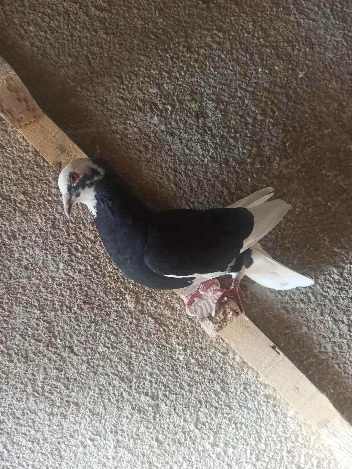 کبوتر شازده|پرنده|بافت, |دیوار