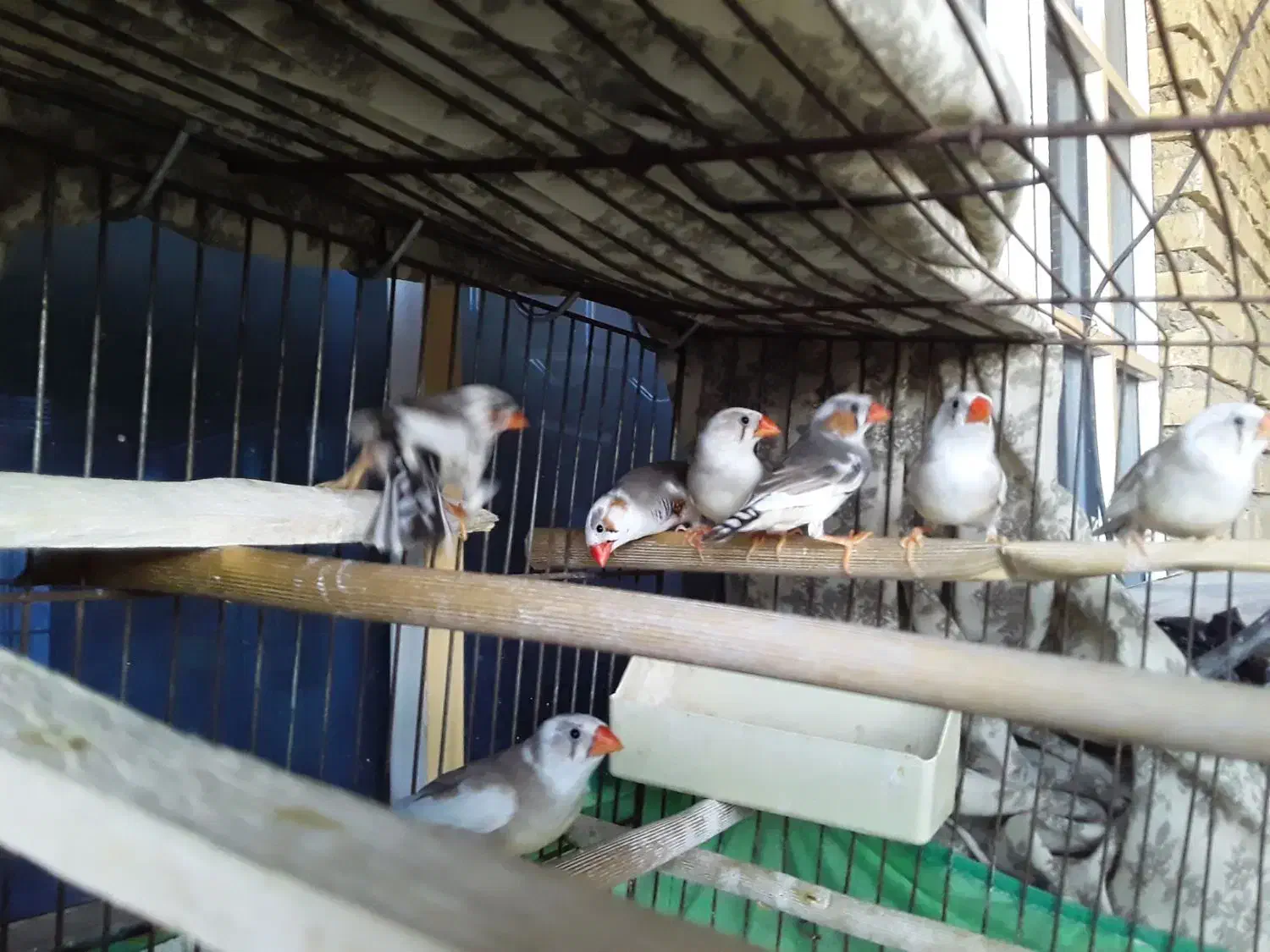 فروش فنچ نژاد دار انگلیسی|پرنده|دهلران, |دیوار