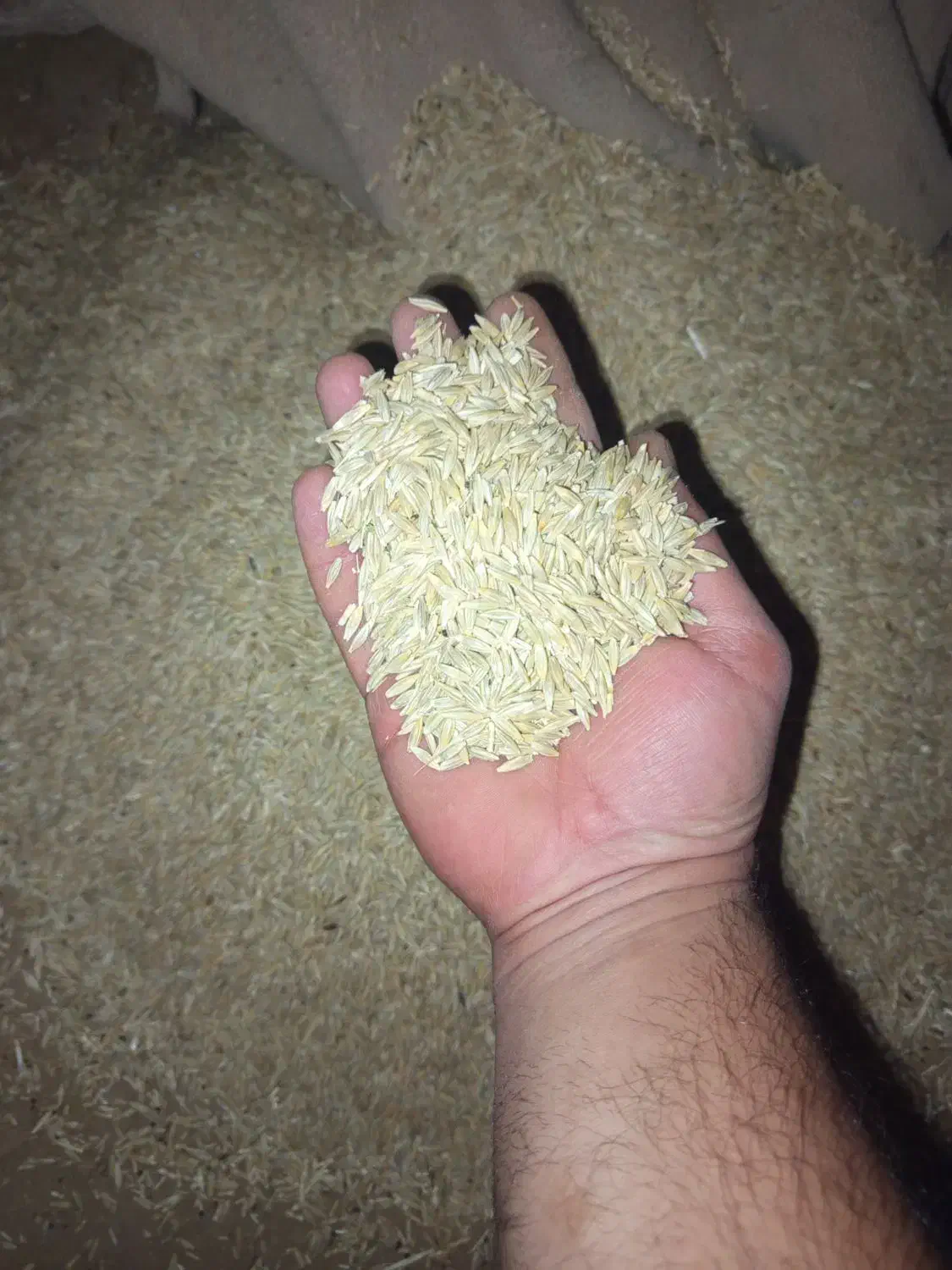 یک تن جو انصار دیم بذر ی|لوازم جانبی حیوانات|کبودرآهنگ, |دیوار