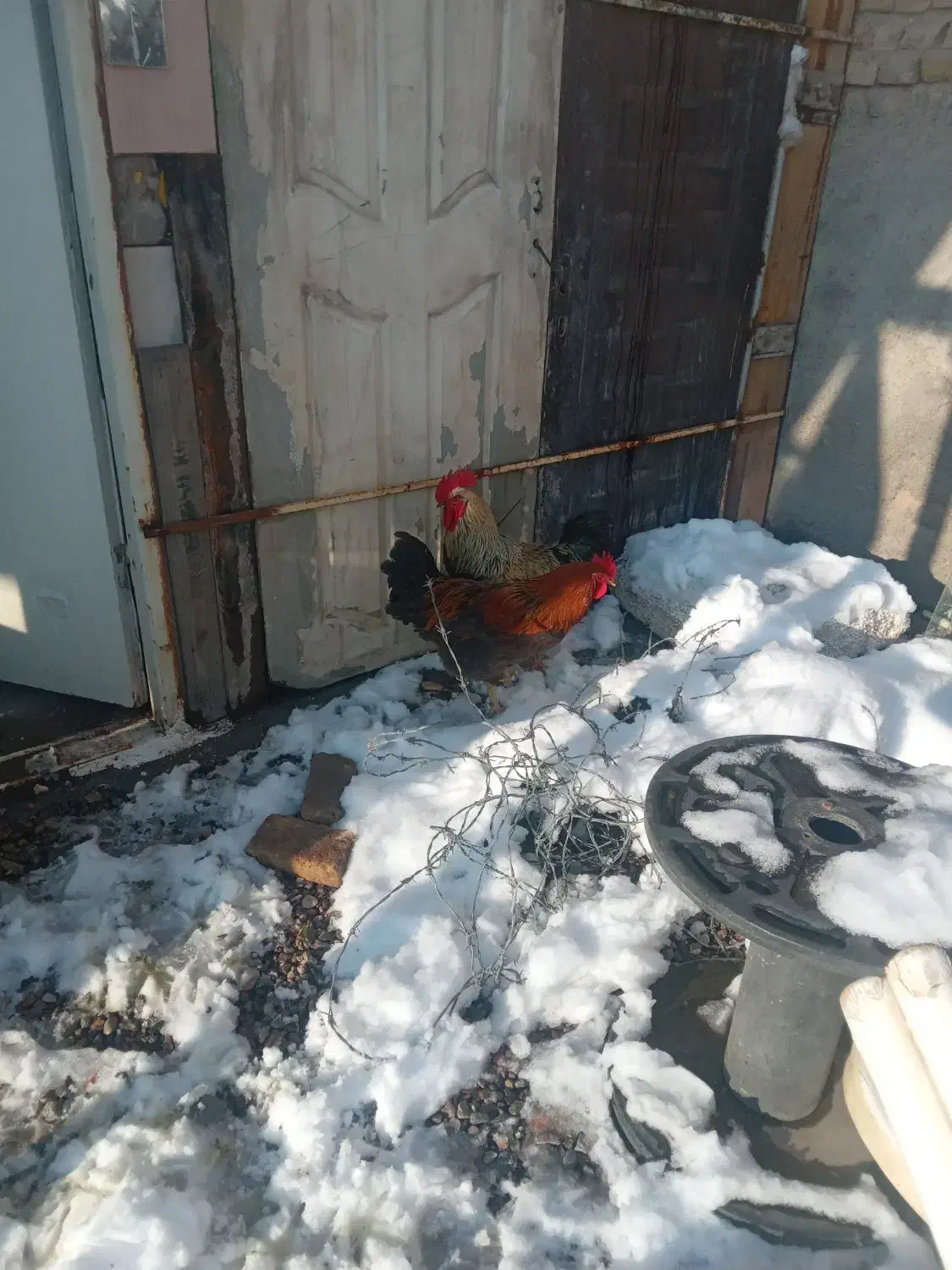 خروس محلی|حیوانات مزرعه|مشهد, شهید آوینی|دیوار