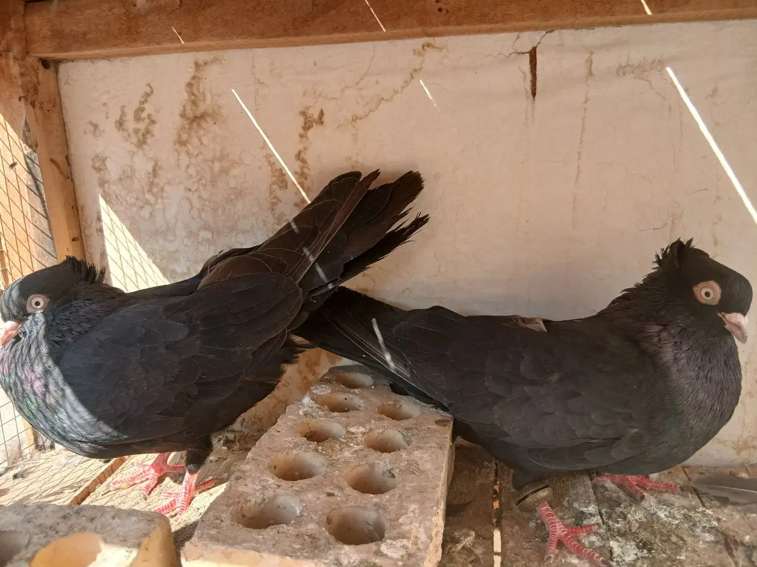 یه جفت زاغ|پرنده|مسجد سلیمان, |دیوار