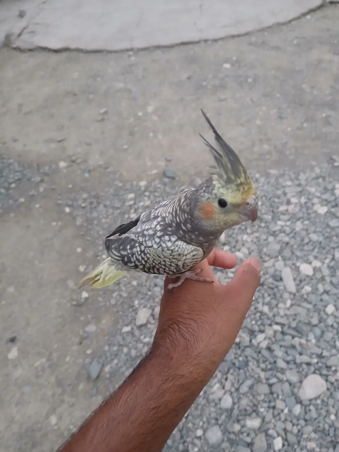 عروس هلندی|پرنده|جیرفت, |دیوار