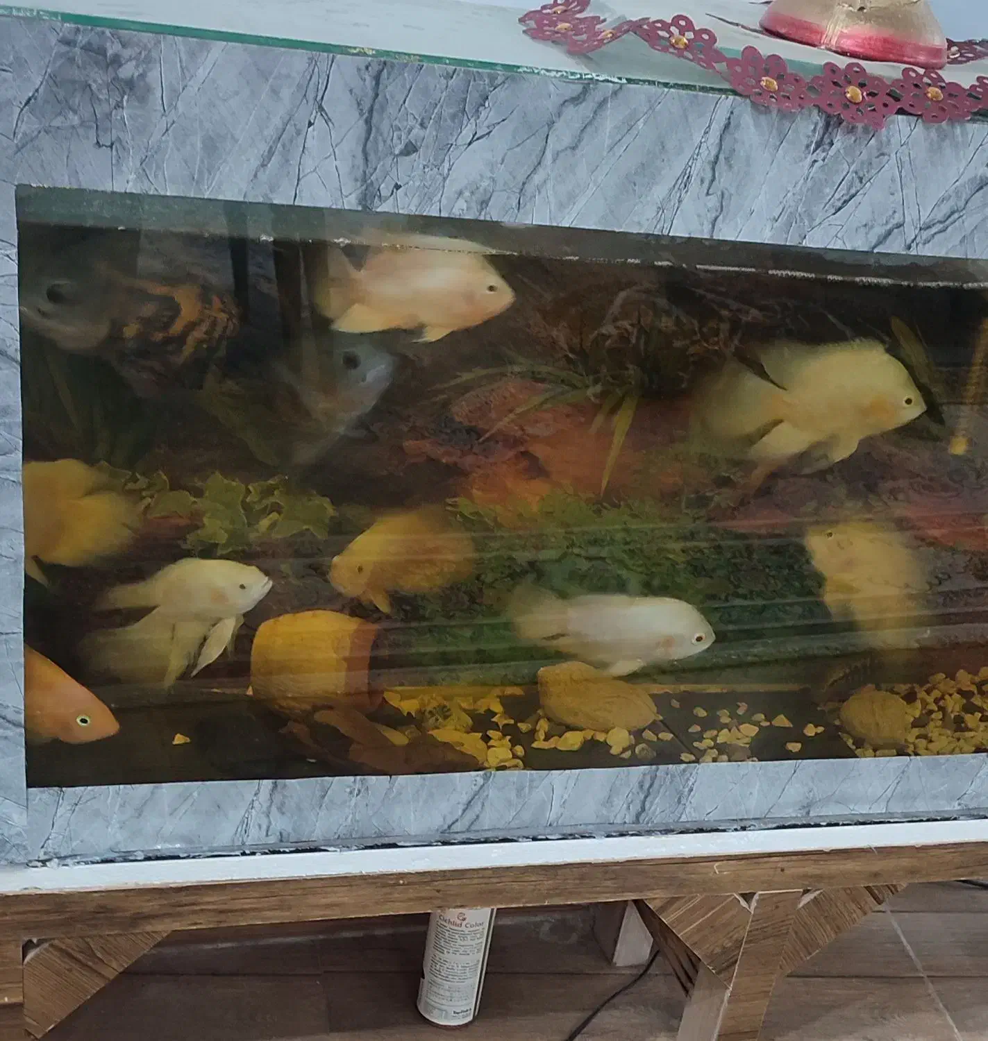 ماهی|ماهی|تربت جام, معدآباد|دیوار