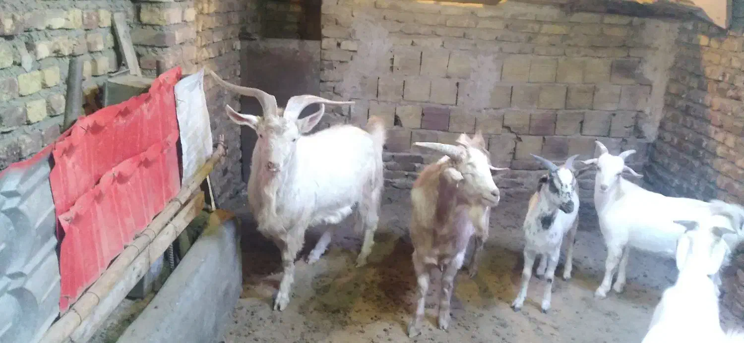 نر بز وبزغاله نر|حیوانات مزرعه|فریمان, |دیوار