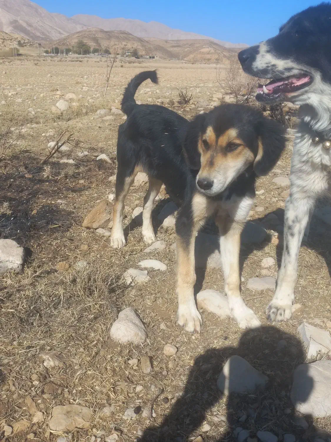 سگ ژرمن|سگ|کوهرنگ, |دیوار