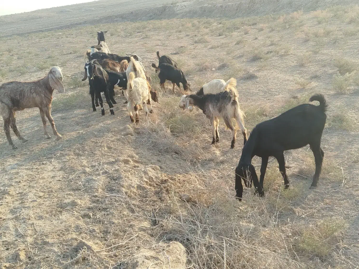 بز وبزغاله ملاثانی|حیوانات مزرعه|باوی, |دیوار