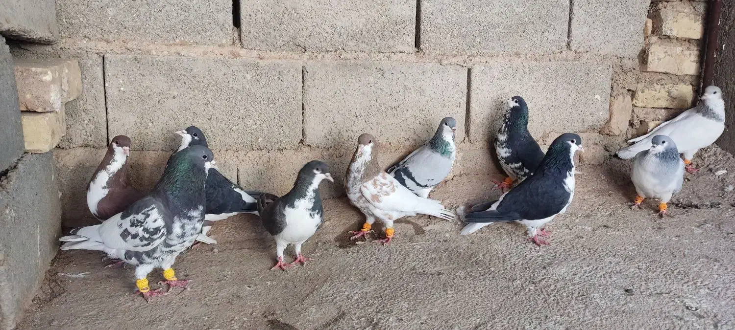 کفتر شهری|پرنده|رونیز, |دیوار