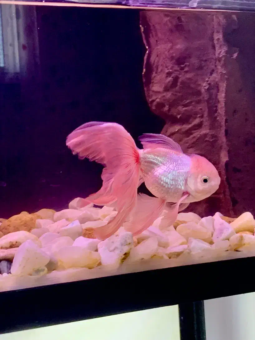 ماهی گلدفیش،گوپی،پلاتی،لجن خوار|ماهی|مرند, |دیوار