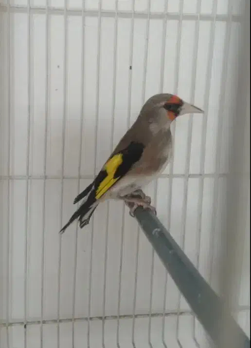 سرکرمانی|پرنده|قوچان, |دیوار