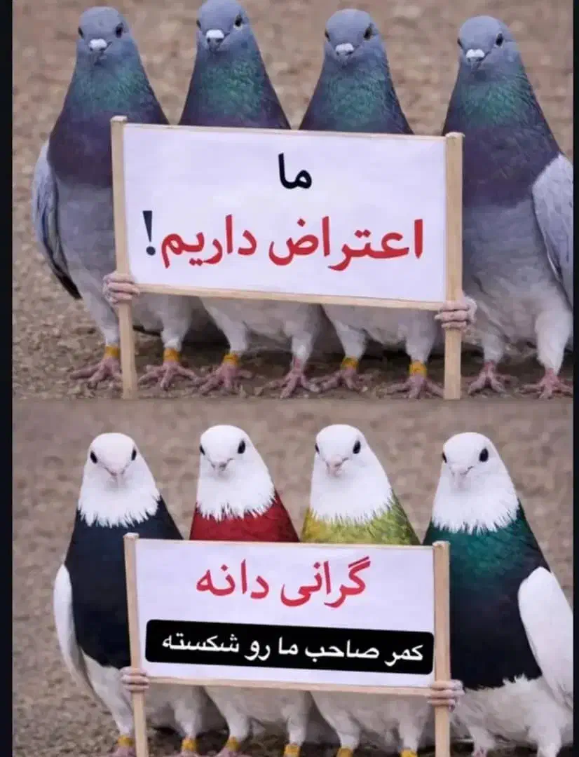 کبوتر|پرنده|اندیمشک, |دیوار