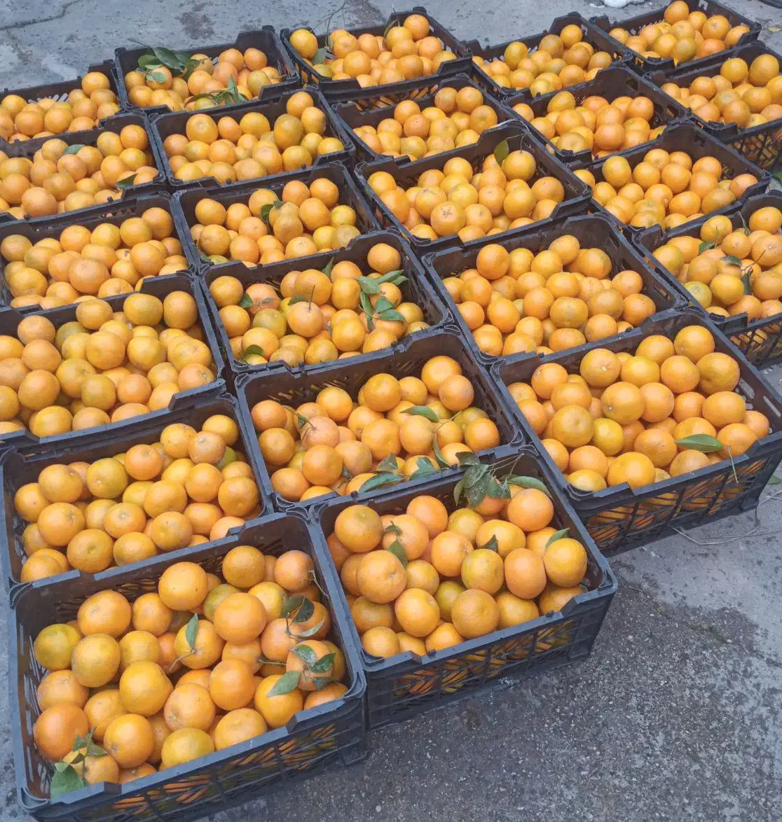 خریدار انواع لیمو وپرتقال وپرنارنج وگریپ قیمت۵۰|خدمات باغبانی و درختکاری|دزفول, |دیوار