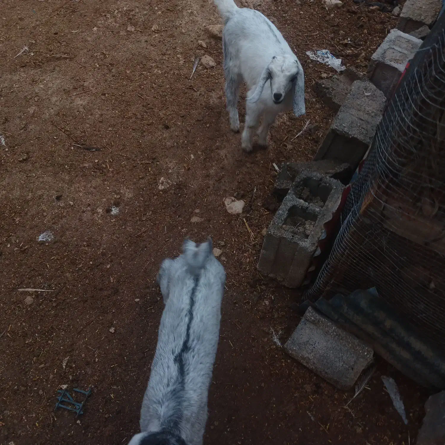 کهره نر تالی|حیوانات|خورموج, |دیوار