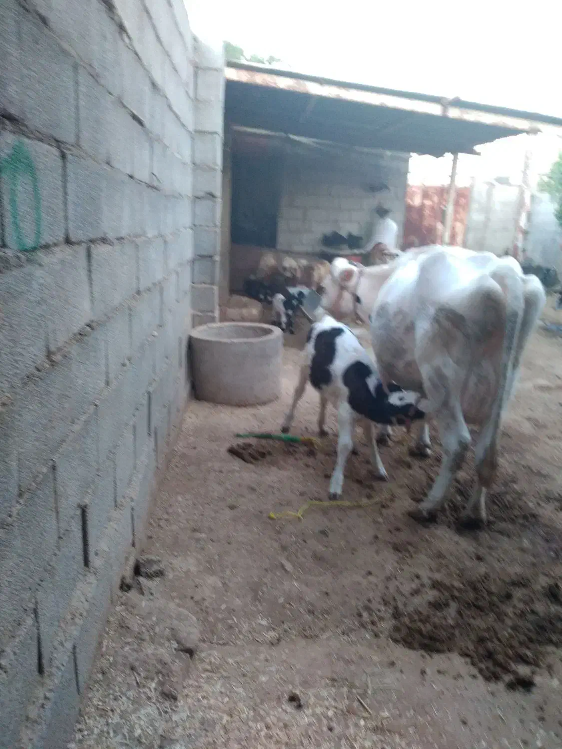 گاو و گوساله|حیوانات مزرعه|گتوند, |دیوار