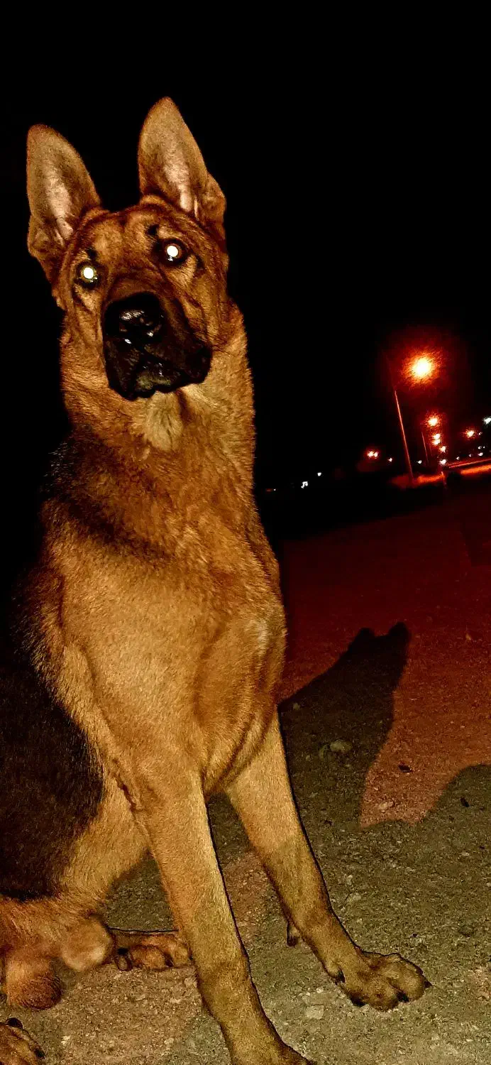 سگ نگهبان تربیت شده . ژرمن|سگ|خور (اصفهان), |دیوار