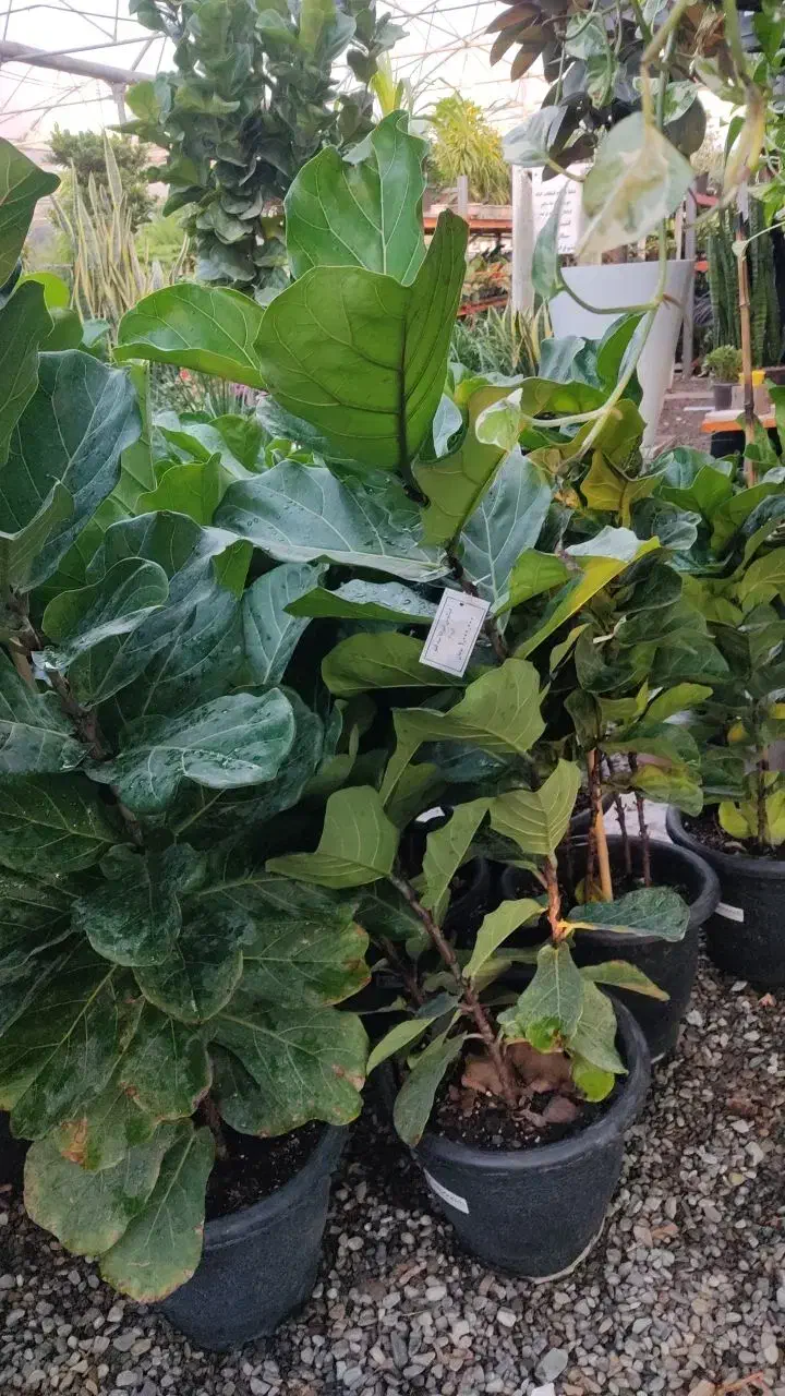 باغبانی سمپاشی هرس درختان کاشت گیاهان آپارتمانی|خدمات باغبانی و درختکاری|تهران, الهیه|دیوار