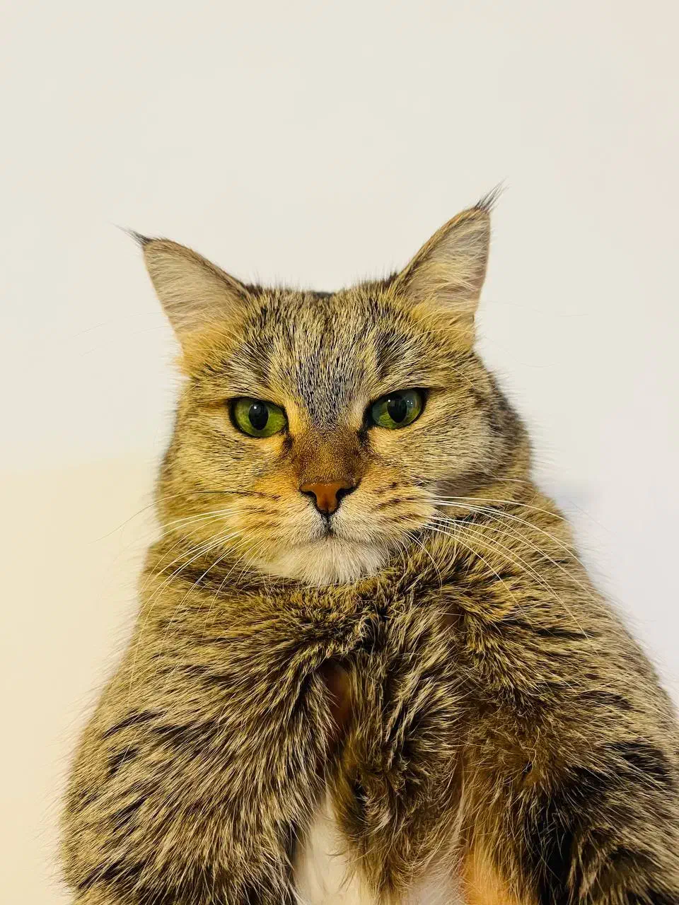 پیشی گلی|گربه|ساری, |دیوار