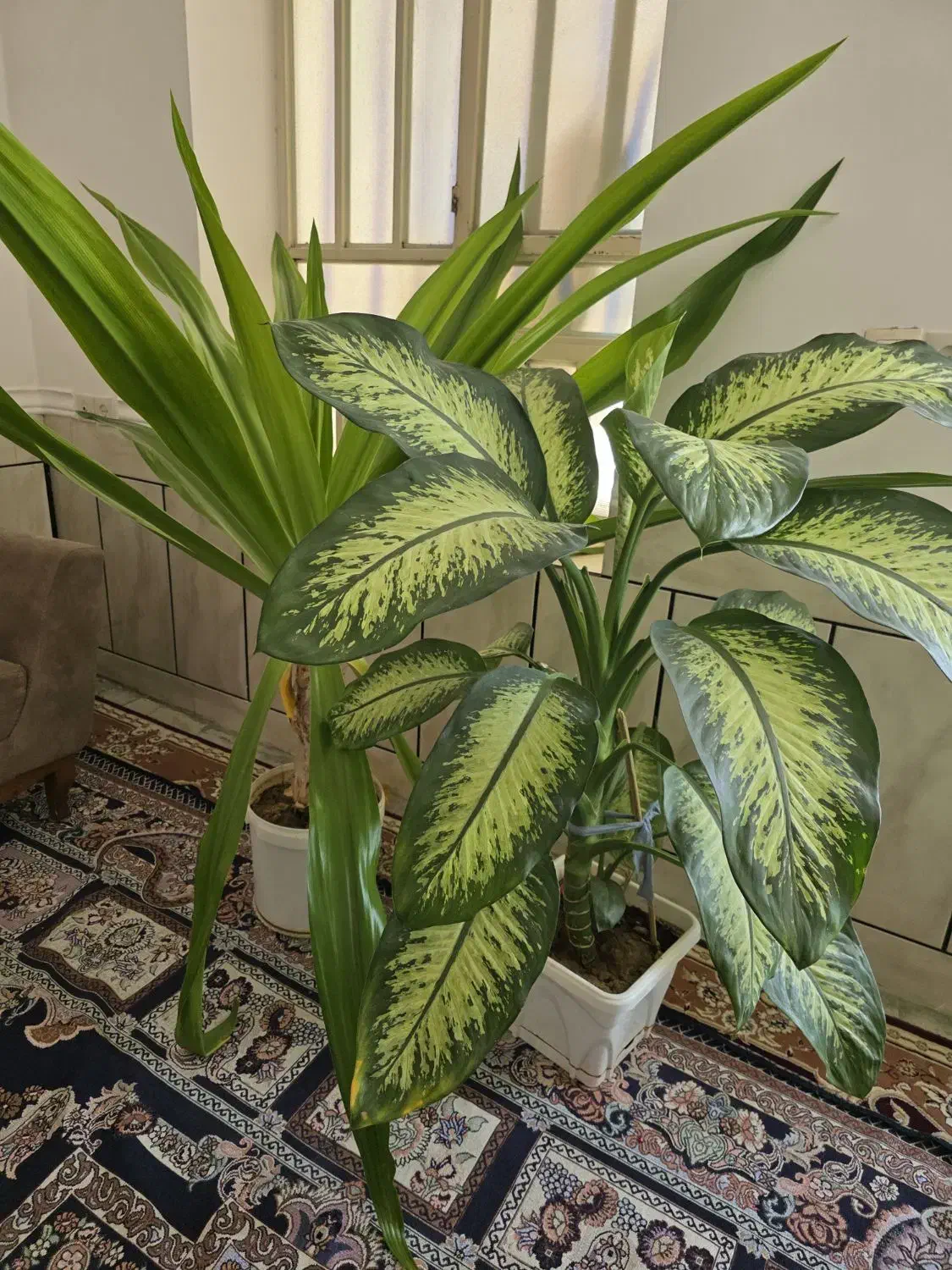 فروش گل|گل و گیاه طبیعی|جنت, |دیوار