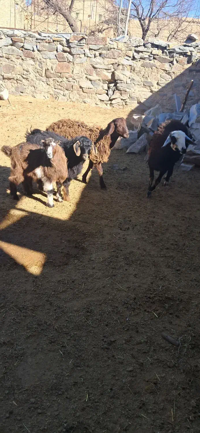 بز نر|حیوانات مزرعه|قیدار, |دیوار