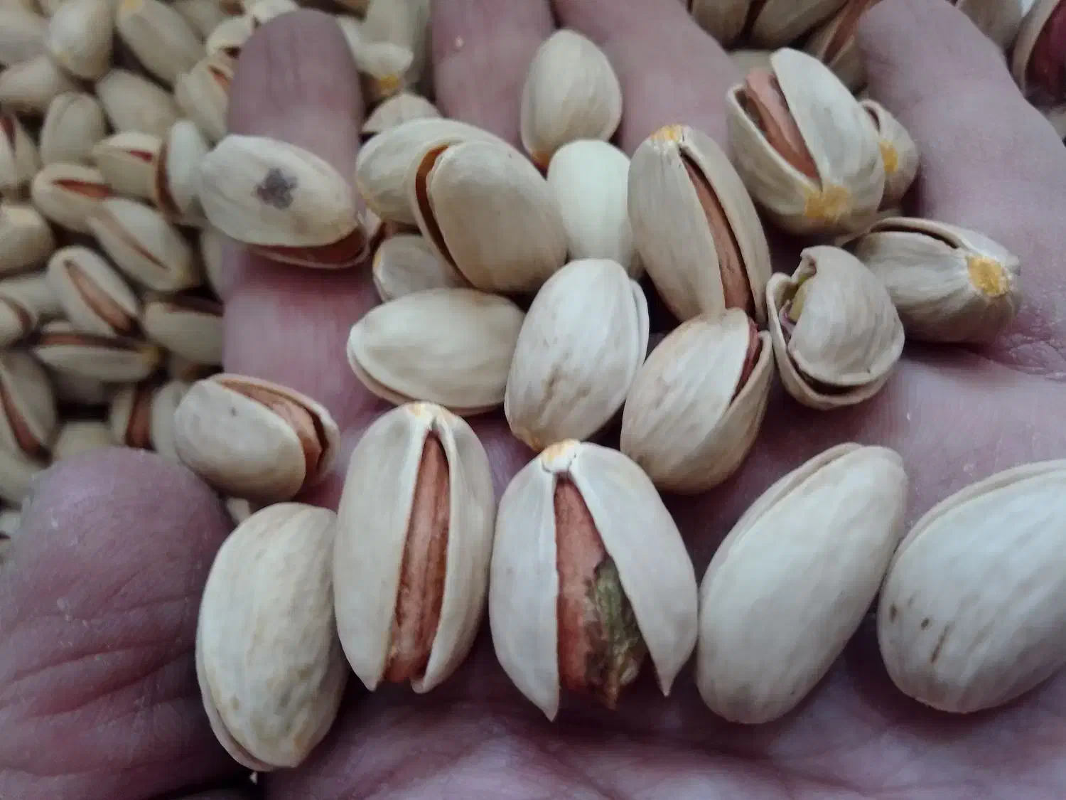 تخمه کدو+|خوردنی و آشامیدنی|قم, باسکول|دیوار