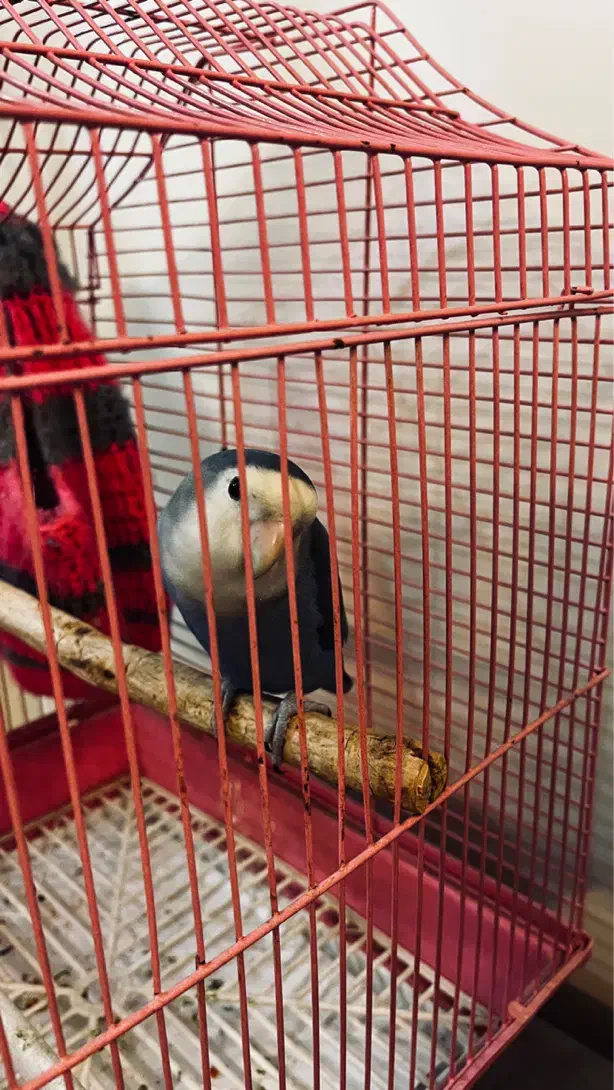 طوطی برزیلی کوتوله|پرنده|ری, دولت‌آباد|دیوار