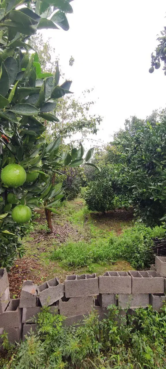 خونه باغ ۳۸۰م/بافت شهری/دارای یک باب مغازه|فروش خانه و ویلا|امامزاده عبدالله, |دیوار