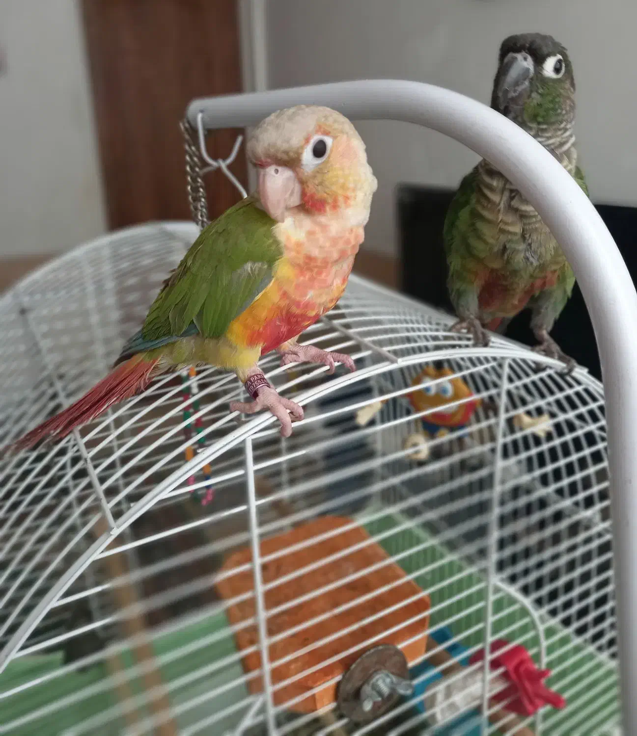 گرینچیک آناناسی دبل رد|پرنده|قم, نخودی|دیوار