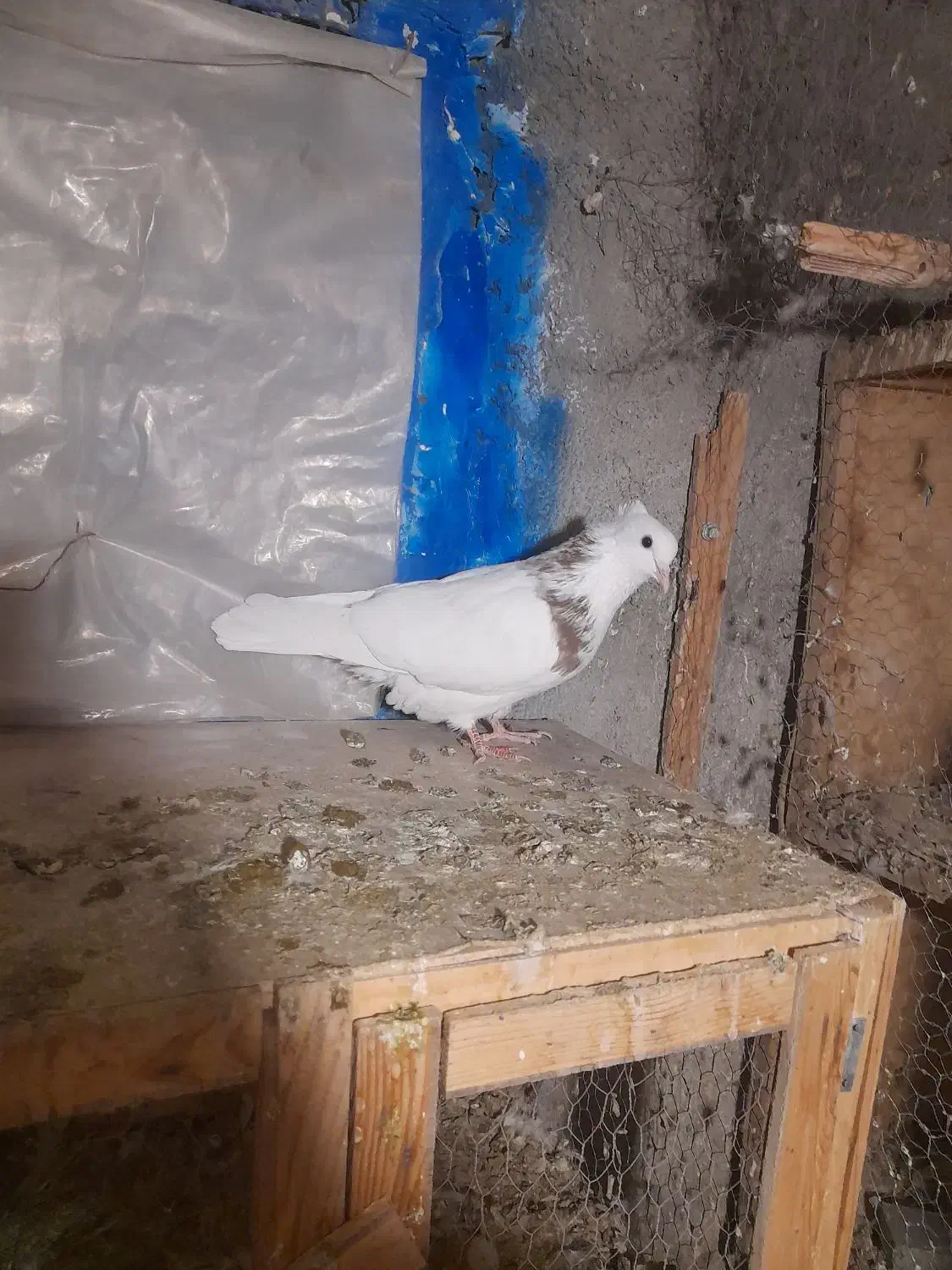 کبوترطوقی ابلغ ماده ۴۰۰|پرنده|هشتگرد, گلسار|دیوار