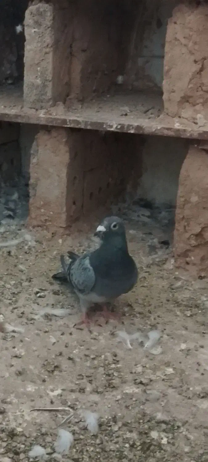 کفتر کبوتر|پرنده|تربت جام, معدآباد|دیوار