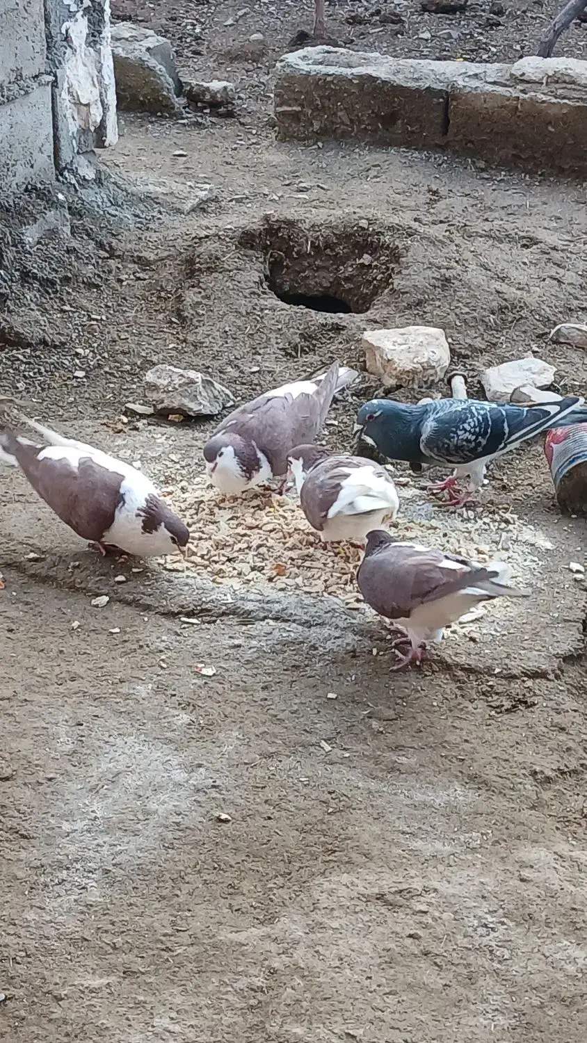 کبوتر|پرنده|نهبندان, |دیوار