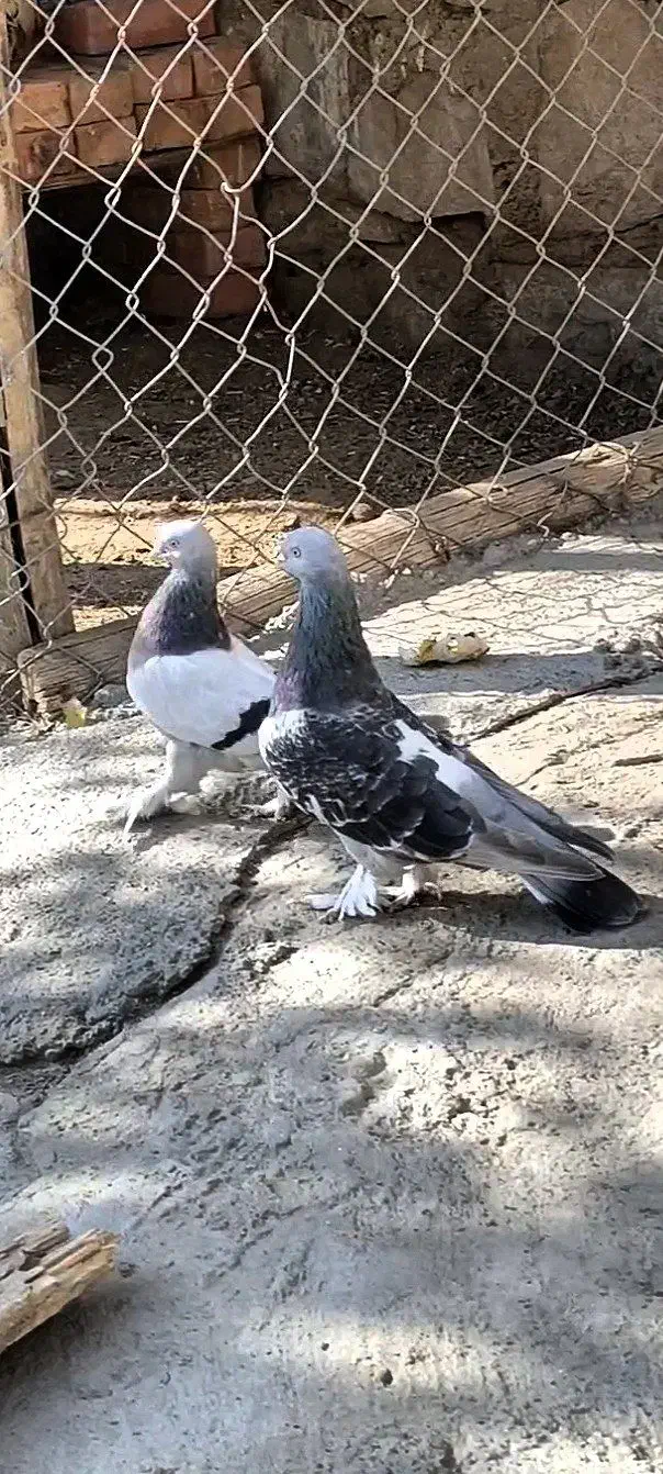 جفت ترکیه فروشی|پرنده|فیروزآباد (آذربایجان), |دیوار