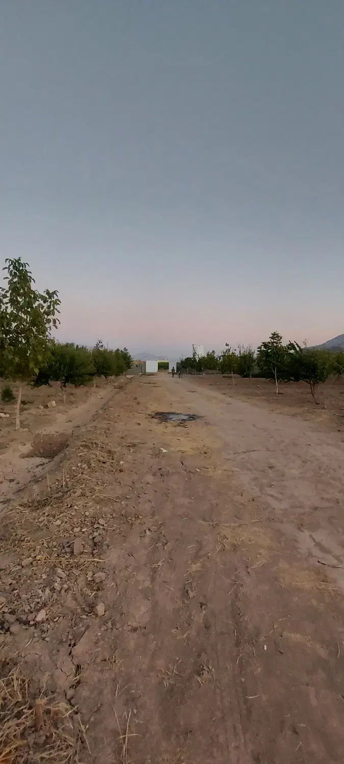 فروش باغ ثمری حسن آباد سنجرلو|فروش زمین و ملک کلنگی|سیدان, |دیوار