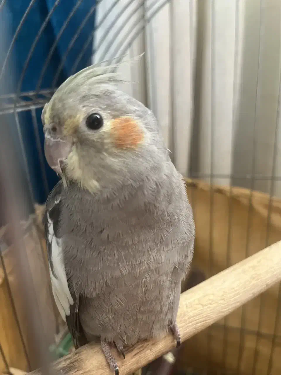 طوطی عروس نر|پرنده|سرخرود, |دیوار