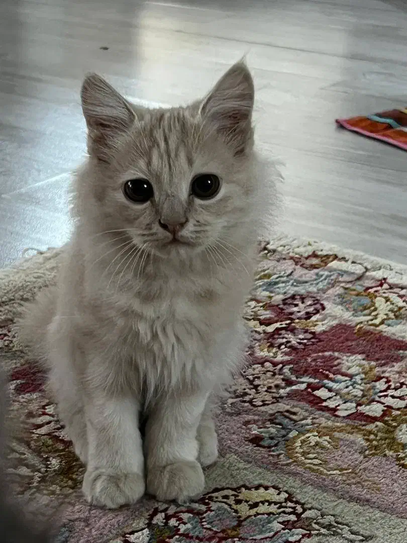 گربه|گربه|میاندوآب, |دیوار