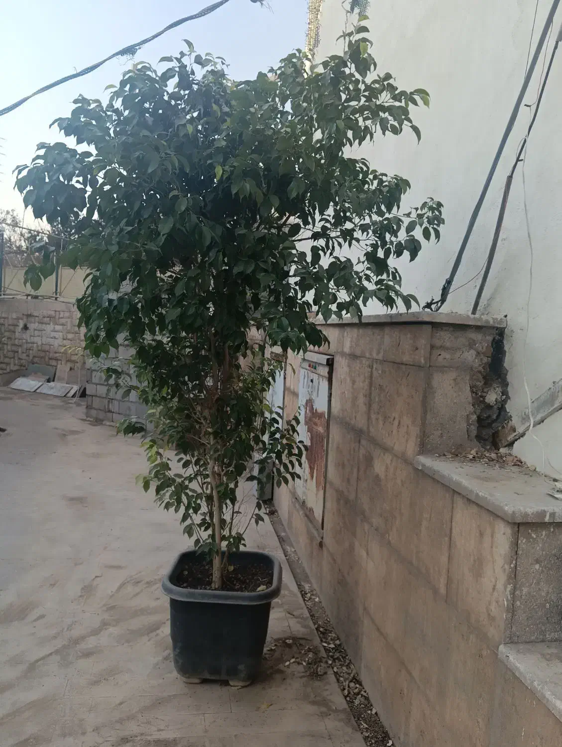 گلدان بنجامین|گل و گیاه طبیعی|تهران, ایوانک|دیوار