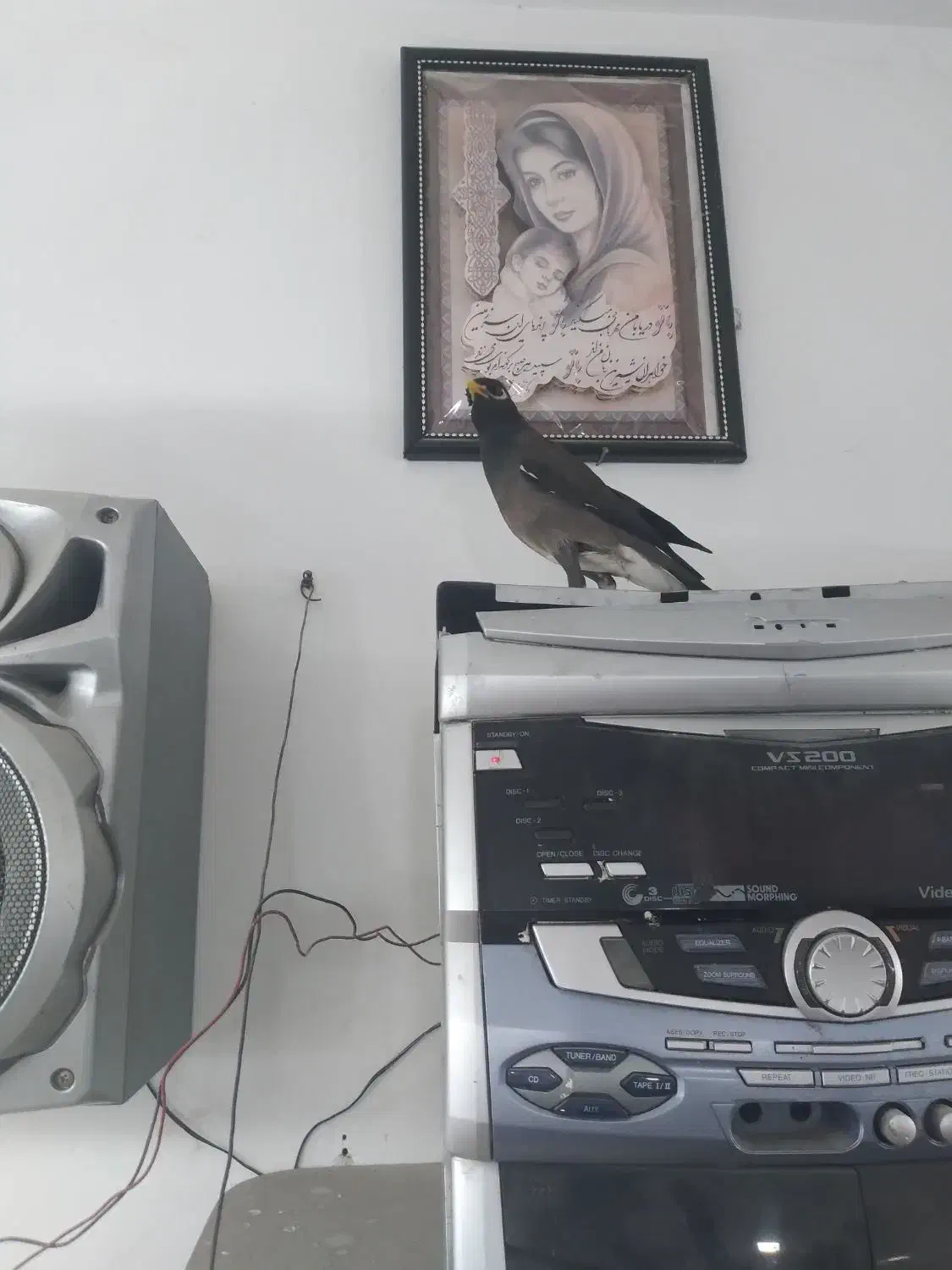 مرغ مینا|پرنده|همدان, |دیوار