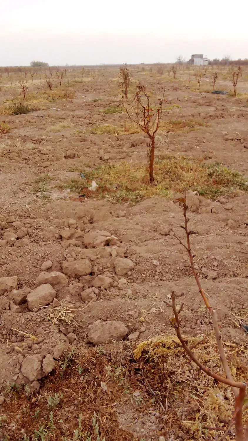 نهال گلابی|خدمات باغبانی و درختکاری|اسفرورین, |دیوار