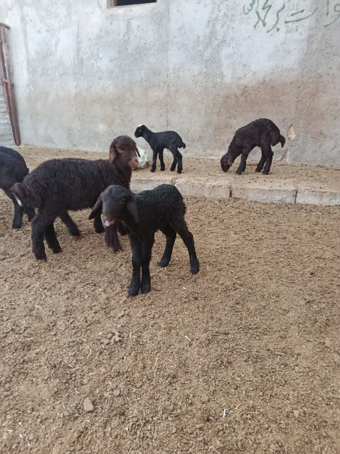 بره شیری گوسفند|حیوانات مزرعه|شیرین‌سو, |دیوار